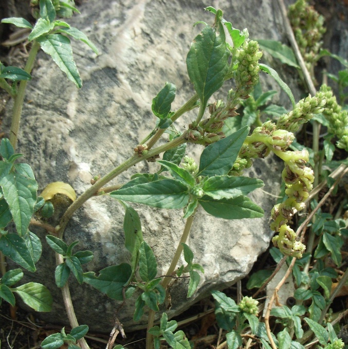 Amaranthus deflexus / Amaranto prostrato